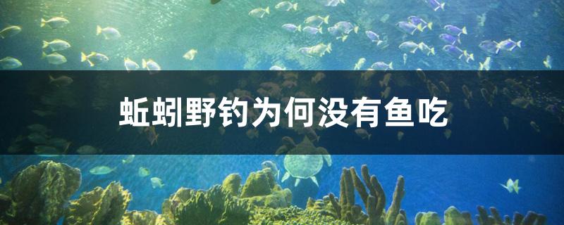 蚯蚓野钓为何没有鱼吃 其它水族用具设备