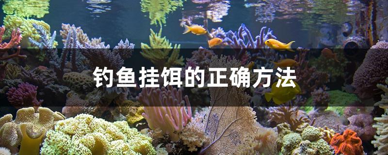 钓鱼挂饵的正确方法 黑金魟鱼