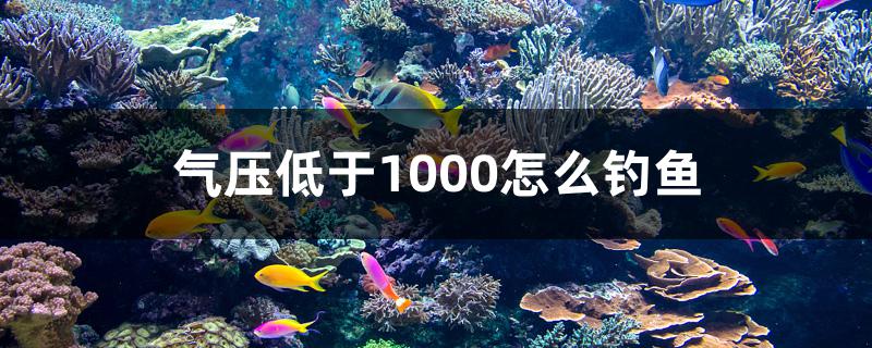 气压低于1000怎么钓鱼