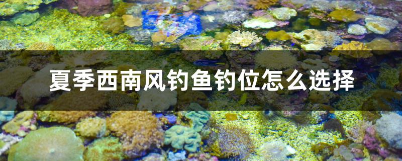 夏季西南风钓鱼钓位怎么选择 海象鱼