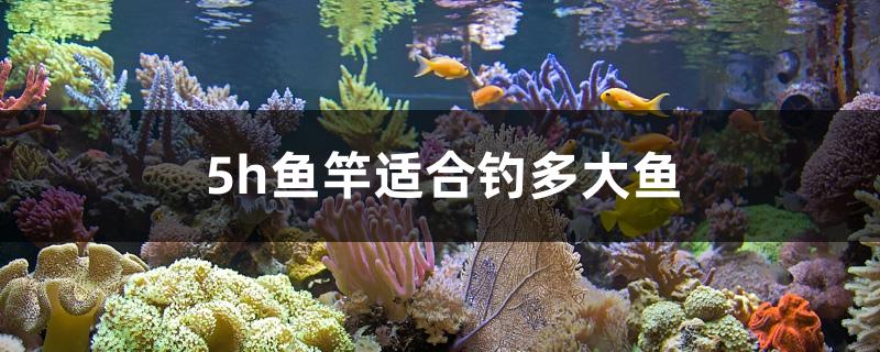 5h鱼竿适合钓多大鱼