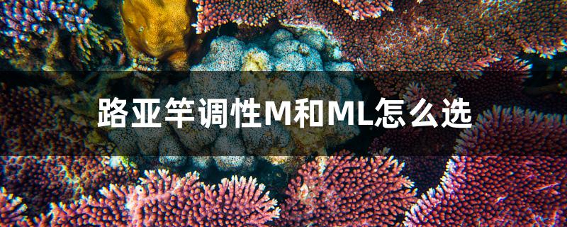 路亚竿调性M和ML怎么选