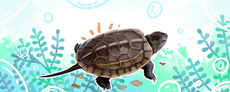 草龟一直在晒台上不下水是什么原因，应该怎么解决