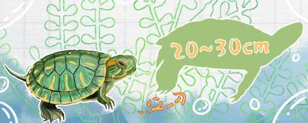 巴西龟一年能长几厘米，能活多久