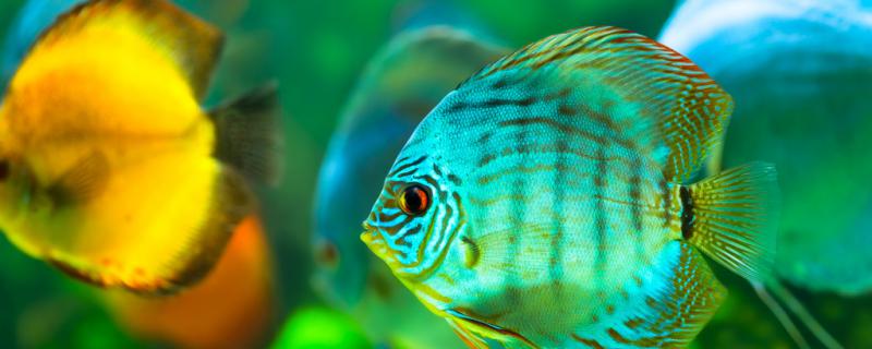 How many times a day is it appropriate to feed the colorful angelfish? What kind of food is appropriate to feed?