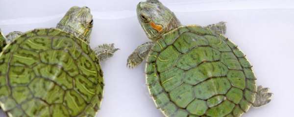 巴西龟怎么分辨公的母的，公母性格有什么差异