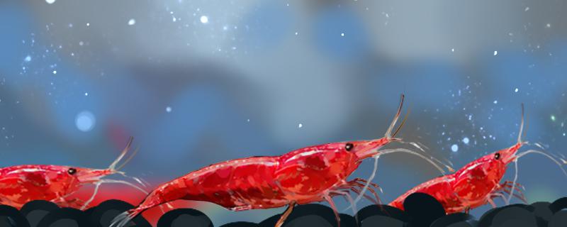 How does cherry blossom shrimp raise ability to explode jar, how to raise color good-looking
