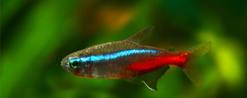 红绿灯鱼多久长大，多大能繁殖
