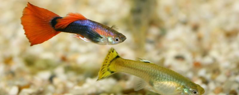 グッピーはフナと一緒に飼えるのか、どんな魚と一緒に飼えるのか