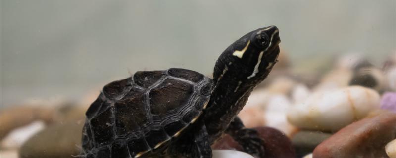 麝香龟一个月长多大，怎么养长得快