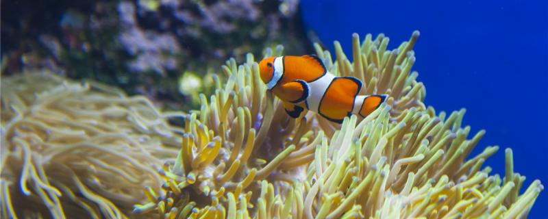 Can the clownfish jump into the tank? How to jump into the tank