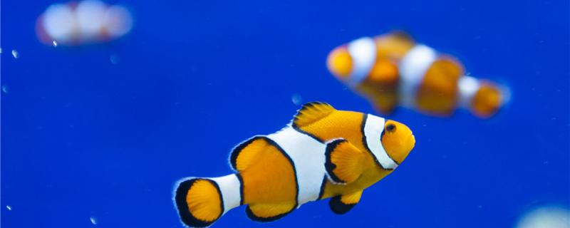 小丑鱼为什么不怕海葵，可以和海葵一起养吗
