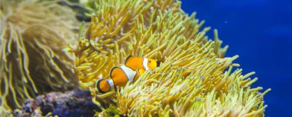 小丑鱼为什么喜欢珊瑚，最喜欢珊瑚还是海葵