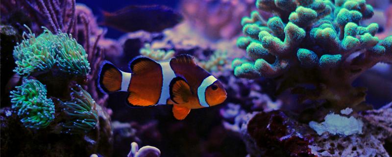 Can clownfish be raised in fresh water? How should they be raised?