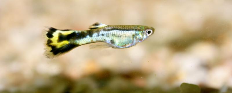 Is it better to oxygenate guppies or not? How to raise guppies?