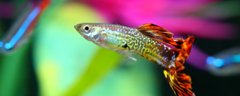 How long can a guppy pup change water and how?