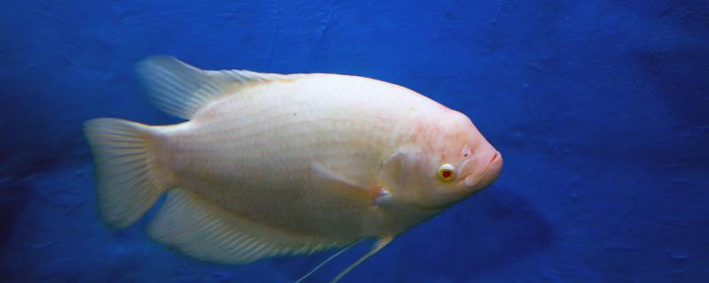 Can wealth fish and silver arowana be mixed? What kind of fish can they be mixed with