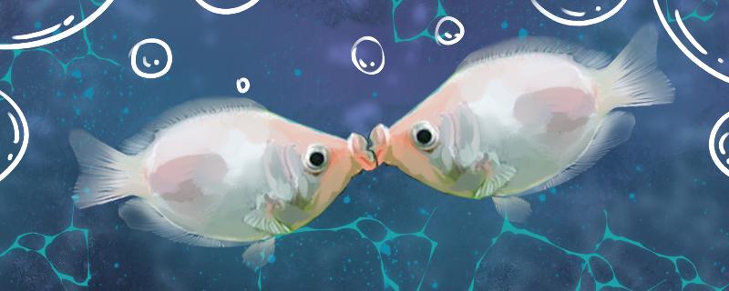 Kissing fish when to kiss and when not to kiss