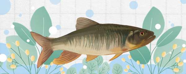 马口鱼是河鱼还是海鱼 生活在什么环境 鱼百科