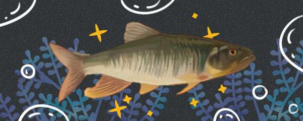 马口鱼是河鱼还是海鱼 生活在什么环境 鱼百科