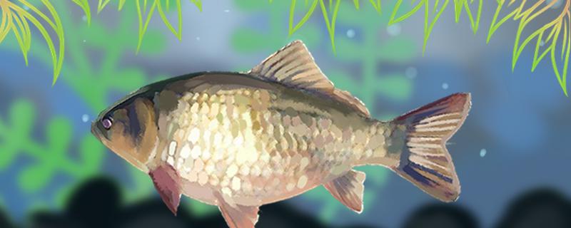 Can summer catch crucian carp? Where is big crucian carp commonly?