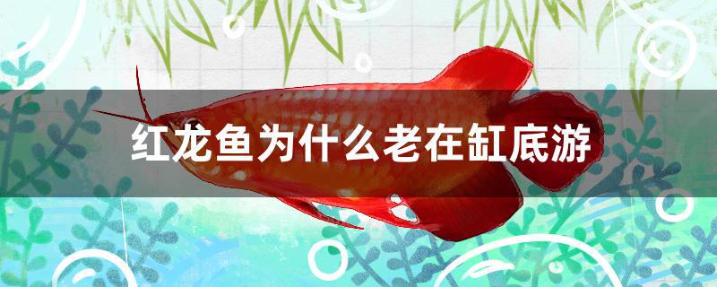 红龙鱼为什么老在缸底游