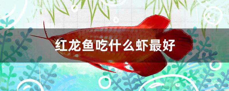 红龙鱼吃什么虾最好