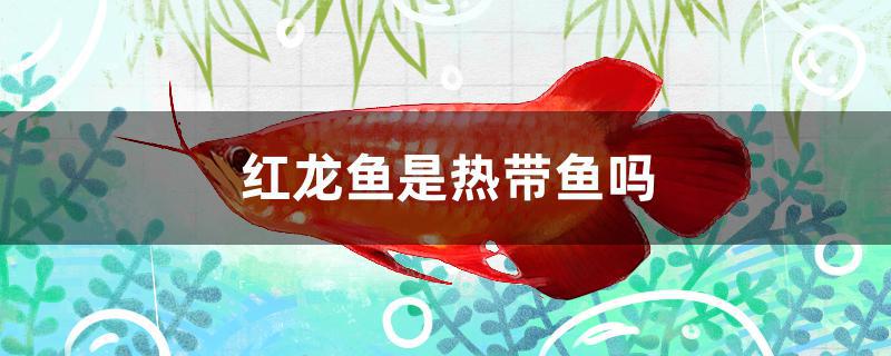 红龙鱼是热带鱼吗