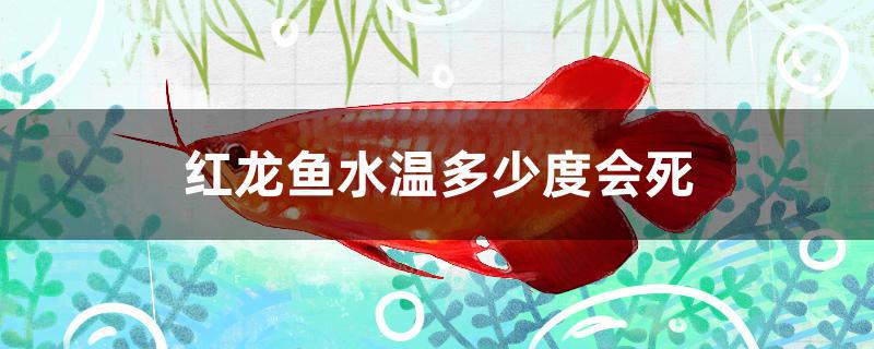 红龙鱼水温多少度会死