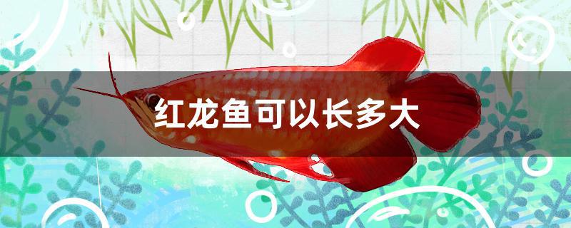 红龙鱼可以长多大 细线银版鱼