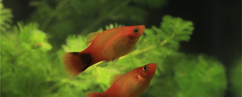 How to fertilize Mickey fish and how to raise small fish