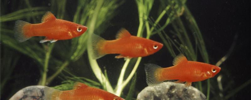 Mickey fish is mature for a long time. What should we pay attention to when breeding?