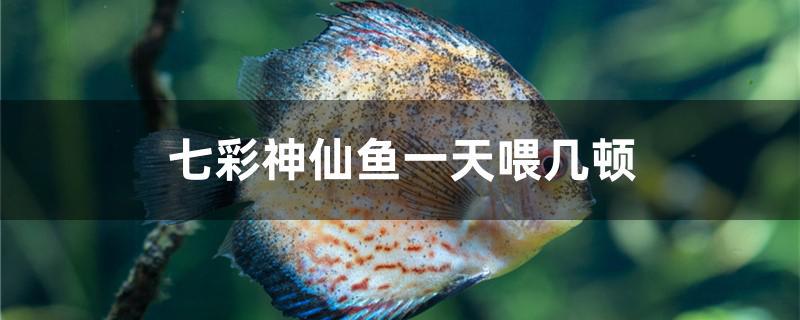 七彩神仙魚一天喂幾頓 眼斑魚