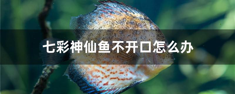 七彩神仙魚不開口怎么辦 黃金夢幻雷龍魚