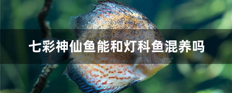 七彩神仙魚能和燈科魚混養(yǎng)嗎 2025第29屆中國國際寵物水族展覽會CIPS（長城寵物展2025 CIPS）