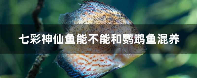 七彩神仙魚能不能和鸚鵡魚混養(yǎng)