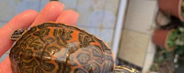 火焰龟一年长几厘米，多大开始发色