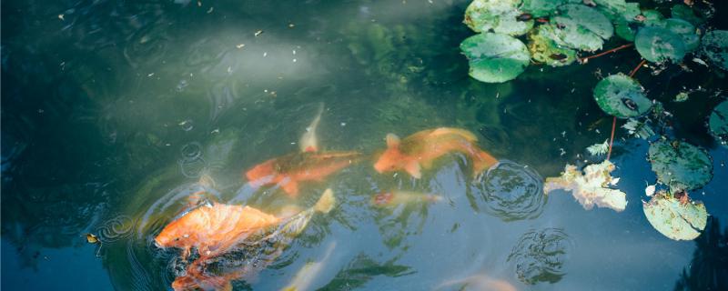 冷水魚の腐った身の腐った尾のどのようにして、冷水魚