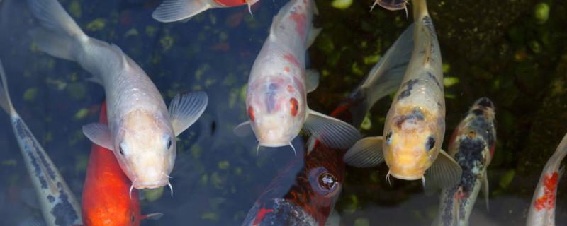 魚の体に白い毛が生えているのはどういうことか、水かび病はどう治療するのか