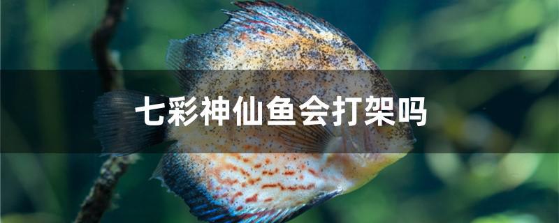 七彩神仙魚會(huì)打架嗎 月光鴨嘴魚