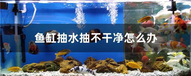 魚缸抽水抽不干凈怎么辦 成吉思汗鯊（球鯊）魚