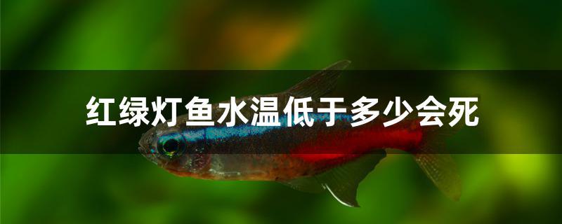 红绿灯鱼水温低于多少会死 水族世界