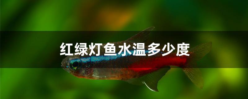 紅綠燈魚水溫多少度