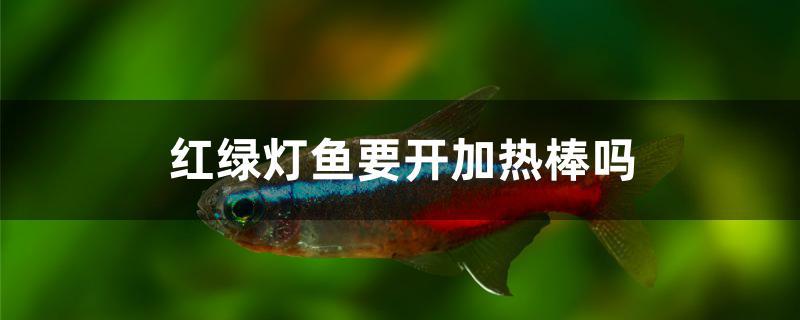 紅綠燈魚要開加熱棒嗎 非洲金鼓魚