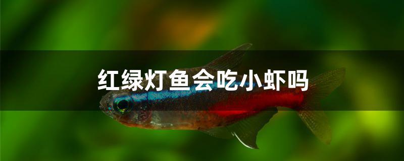 紅綠燈魚會吃小蝦嗎 綠皮皇冠豹魚