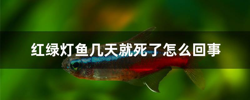 红绿灯鱼几天就死了怎么回事 冲氧泵