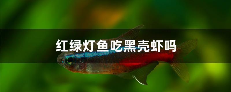 紅綠燈魚吃黑殼蝦嗎 福滿鉆魚