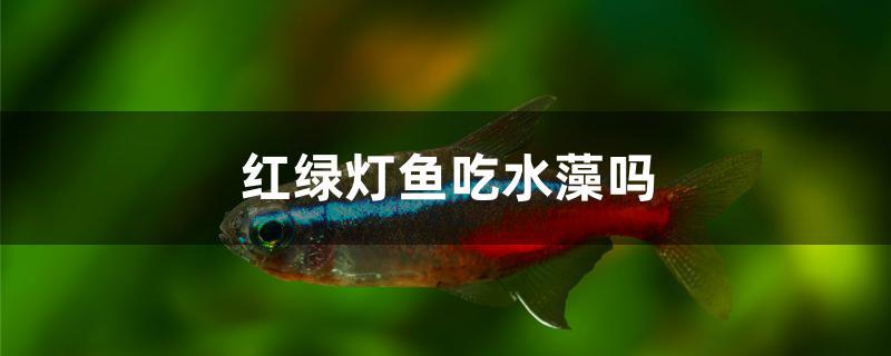 紅綠燈魚吃水藻嗎 觀賞蝦蟹等飼料