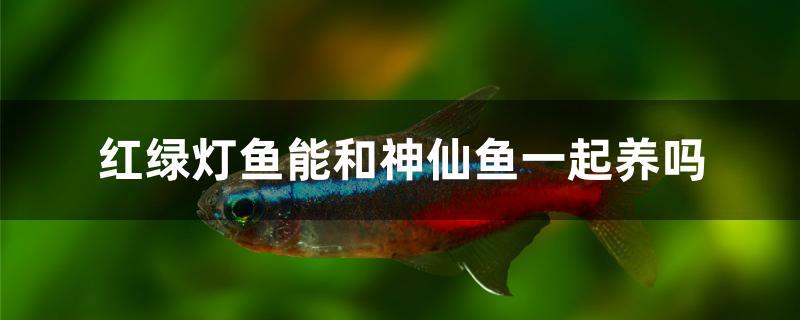 紅綠燈魚能和神仙魚一起養嗎