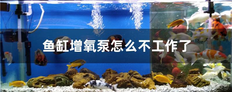 鱼缸增氧泵怎么不工作了